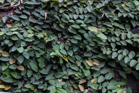 Green Creeper Plant leaves on the wall background texture