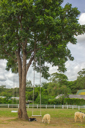 Sheep and calves under a tree.Swing on a gnarly Tree