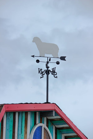 sheep Weather on the top of a roof