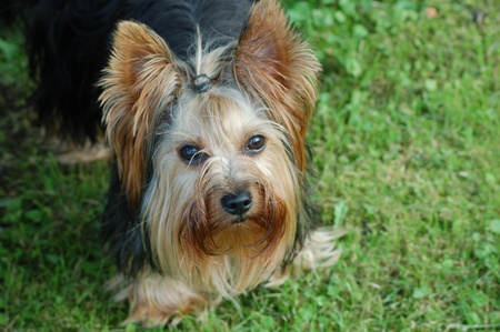 dogの写真素材