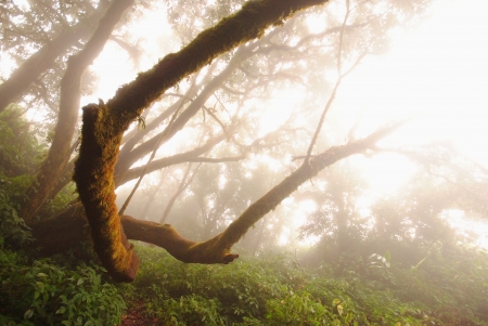 nature mistの写真素材