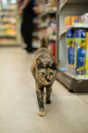 Cat in a grocery store. Selective focus. Shallow depth of field.の写真素材