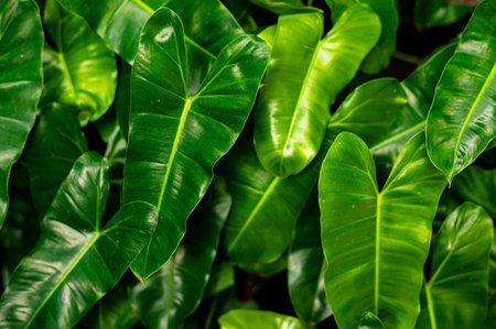 Close up of green leaf background, Tropical plant pattern and texture.