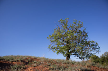 A lonely tree against the blue skyの写真素材