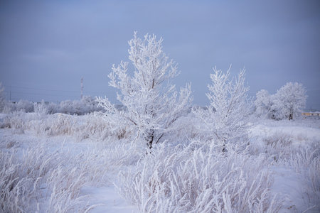 White trees in frost in winterの写真素材
