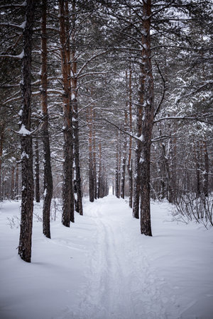 Winter. A ski track laid between pine trees.の写真素材