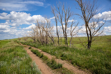 Village road along withered trees on a cloudy summer dayの写真素材