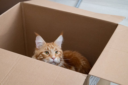 A red-haired cat is sitting in a boxの写真素材