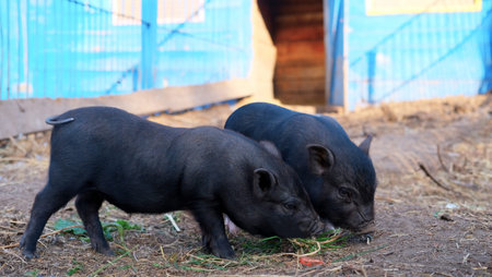 Two cute little black mini pigs in the meadow looking for food. farm concept. Black piggy together...