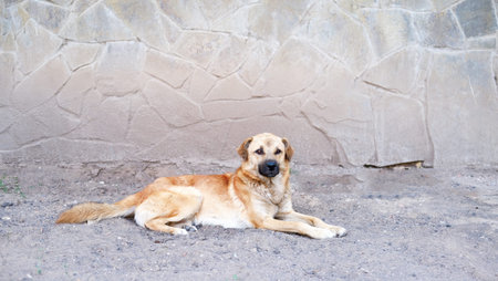 A light-colored Labrador dog lies on the ground and calmly waits for its owner. looks into the...