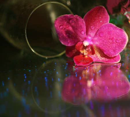 Magenta blossom phalaenopsis flower in dark blurred mirror backgroundの写真素材