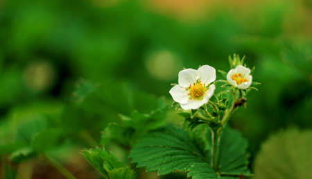 blooming strawberries in the garden close-up. vegetable garden conceptの写真素材