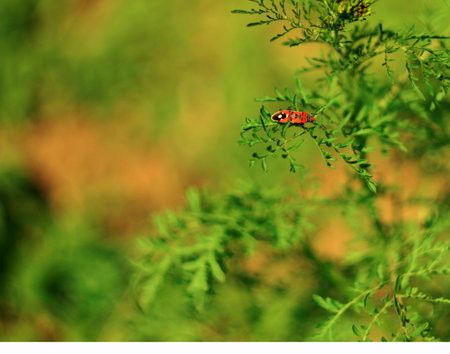 red beetle firefighter close-up on green foliage. beautiful summer nature. spring