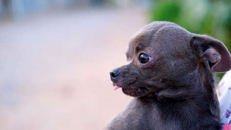 A sad frightened chihuahua puppy in the arms of a man. focus on the dog. close-up. space for textの写真素材