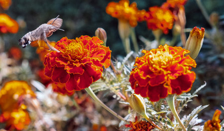 bumblebee and French marigolds background. Floral background. Yellow and red marigold. Orange...