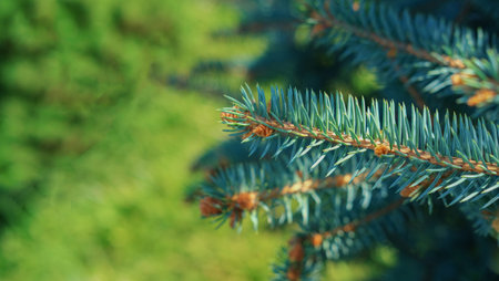 Blue spruce background. Coniferous tree. Nature, Christmas, New Year, seasonal concept. Selective...