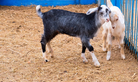 Two little sheep on the farm. Close-up natural background