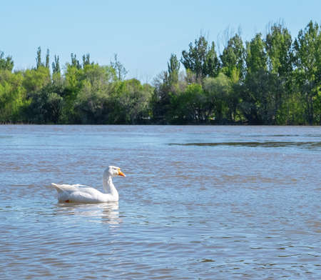 A group of geese walking through the forest by the river. White goose leader male spring summer outdoor recreation. Pets birdsの写真素材