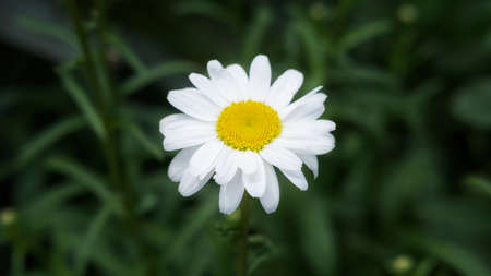 Chamomile flower. Extreme close-up Daisy Camomile single flower fullframe macro view. Beautiful chamomile flowers. Full bloom of camomile flowers garden. Daisy blossom. selective focusの写真素材