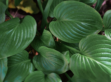 Hosta plant in the garden. Closeup green leaves background. Hosta - an ornamental plant for...