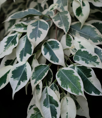Ficus benjamina Background with green leaves of tropical jungle close up dark green, natural floral forest plant, pattern backgroundの写真素材