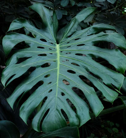 monstera Background with green leaves of tropical jungle close up dark green, natural floral forest plant, pattern backgroundの写真素材