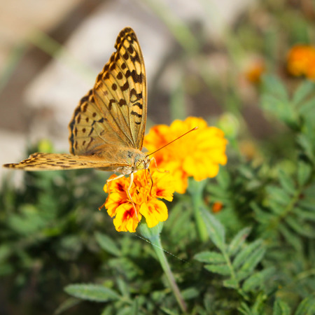 Argynnis paphia butterfly on the flowerの写真素材