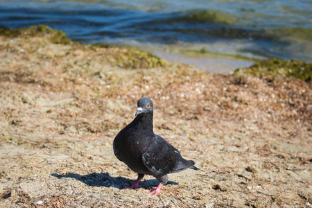 Grey pigeon walking on the seaの写真素材
