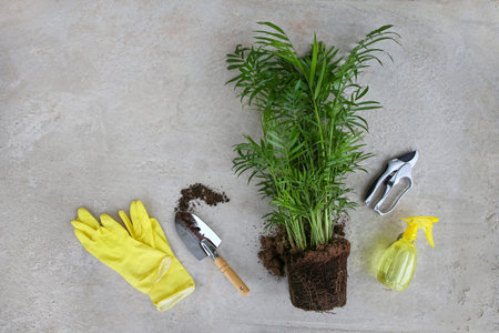 Transplanting areca palm flower into a pot on a concrete background. top view.