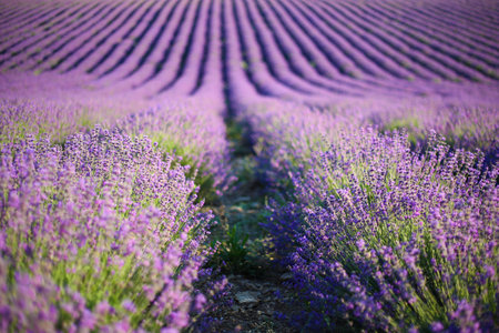 Lavender field in summer. Lavender flowers grow in stripes.の写真素材