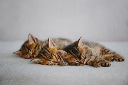 Kittens are sleeping on a gray sofa.