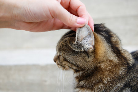 A woman checks the cat's ears.の写真素材
