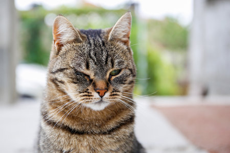 A pet cat has a festering eye. The animal has health problems.の写真素材