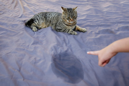 The cat went to the toilet on the bed. The woman points to the stain and scolds him.