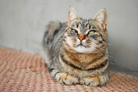 A pet cat has health problems.の写真素材