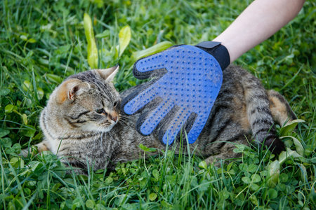 A glove for combing wool. A cat is combed with an animal comb.の写真素材