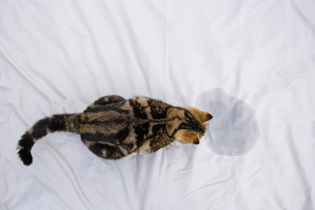 The cat went to the toilet on the bed.の写真素材
