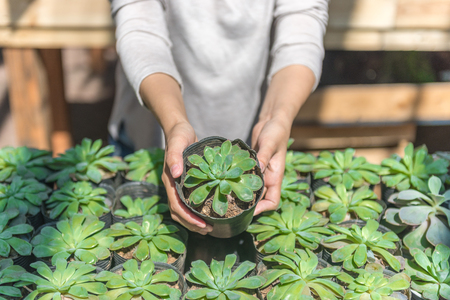 Woman holding small plants on hands in the garden centerの写真素材