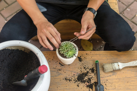Top view of young gardener put succulent plants in potteryの写真素材