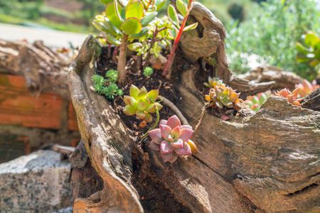 Beautiful tiny succulents on a wooden logの写真素材