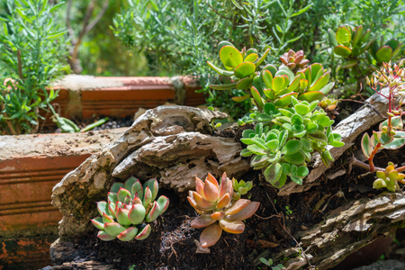 Succulents or cactus succulents on the wood logの写真素材