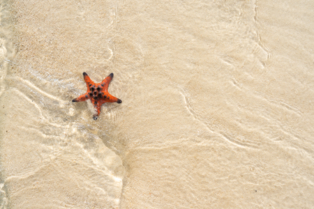 Orange starfish in the shallow tropical waterの写真素材