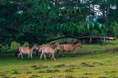 Herd of wild brown horses moving on green pastureの写真素材