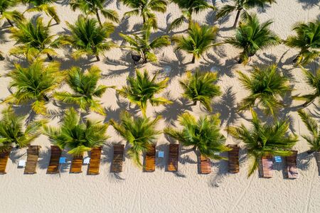 Lovely aerial scenery of planted palm trees on beach sandの写真素材