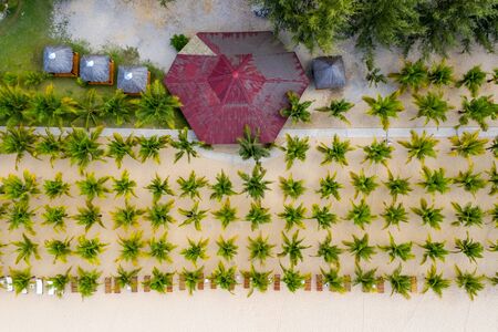 Aerial view of palm tree rows planted by the beachの写真素材