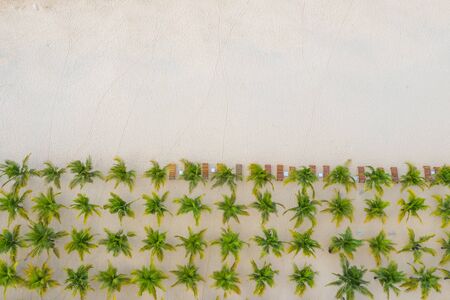 Impressive palm tree rows planted on white beach sandの写真素材