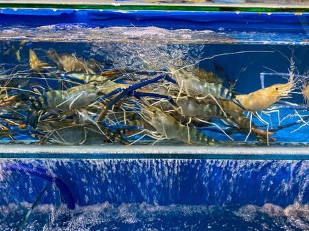 Alive crawfish inside a tank at seafood marketの写真素材
