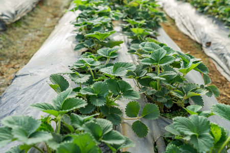 Strawberry leaves growing in rows inside greenhouse farmの写真素材