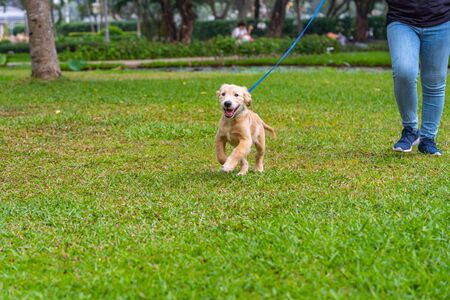 Cute golden puppy wearing dog leash walking in the parkの写真素材