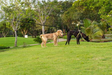 Golden retriever and ridgeback dog playing at the park